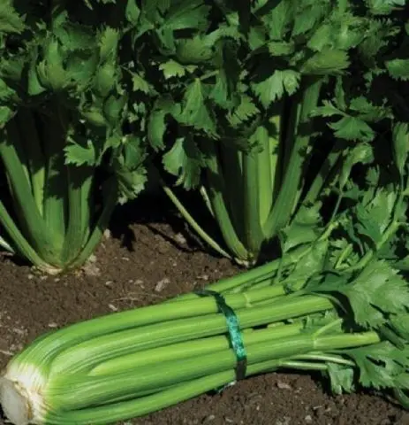 Varieties of petiole celery