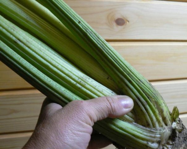 Varieties of petiole celery