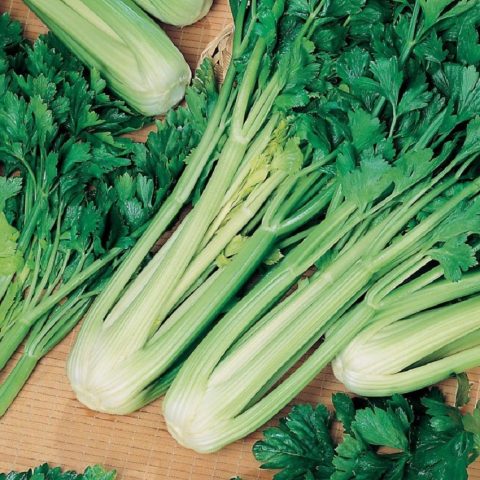 Varieties of petiole celery