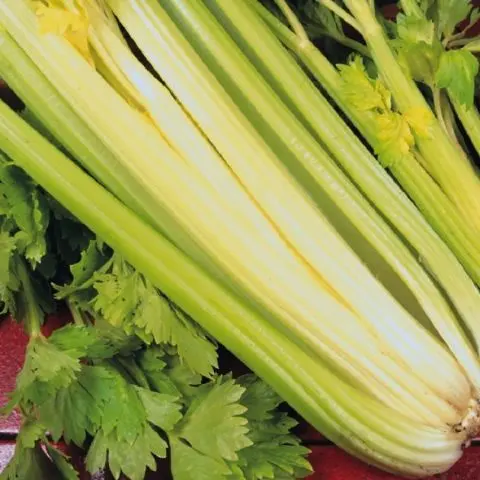 Varieties of petiole celery