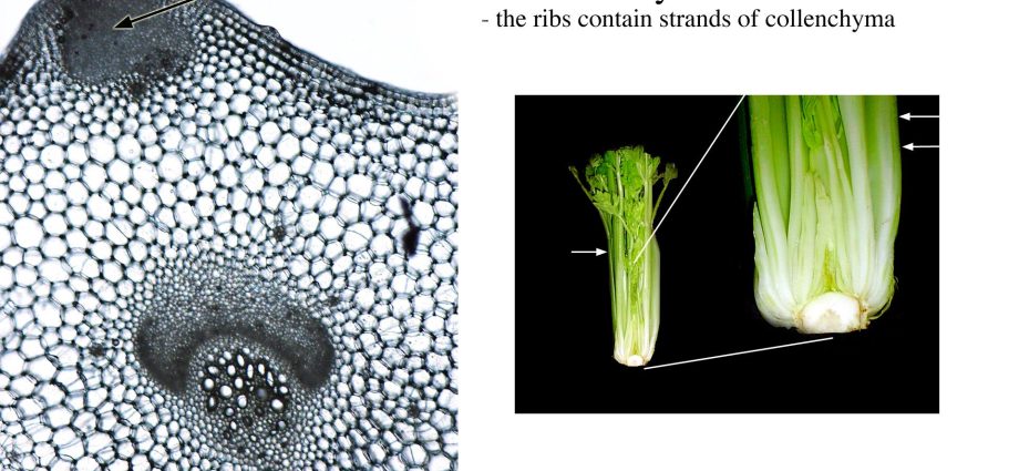 Varieties of petiole celery