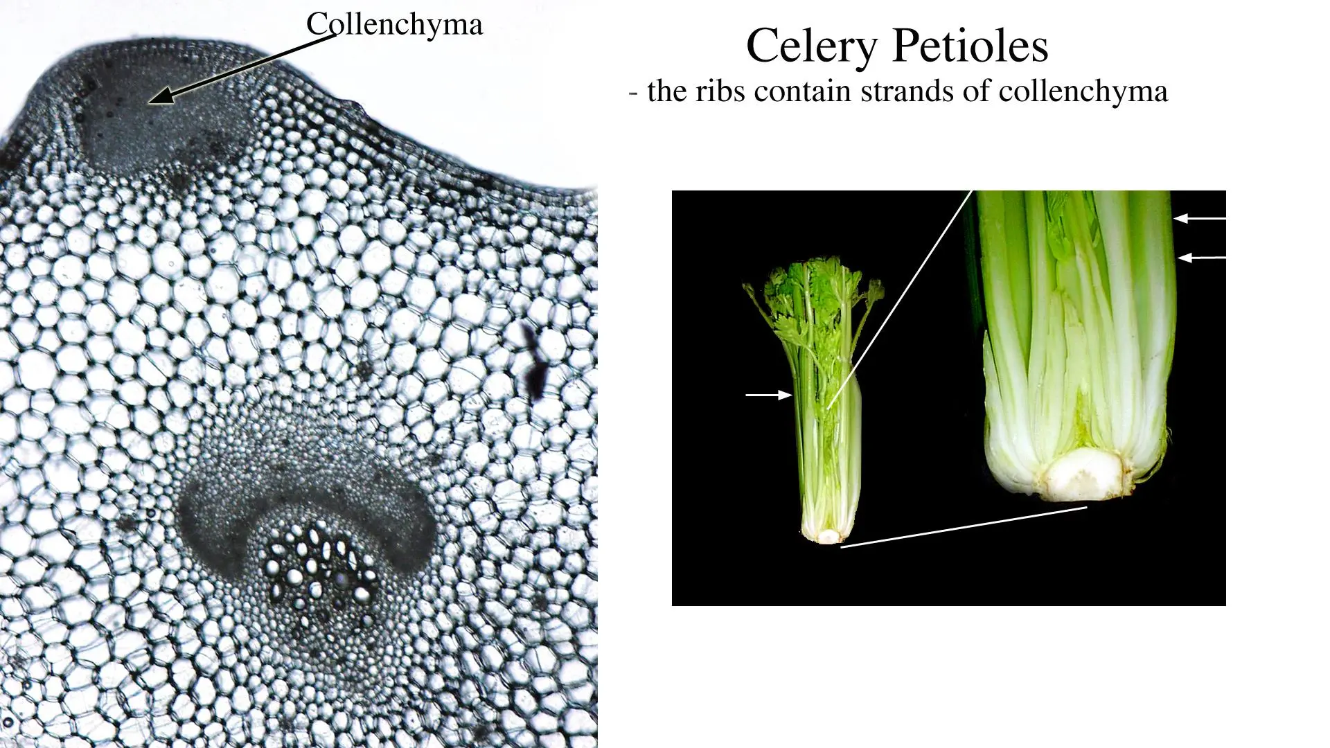 Varieties of petiole celery