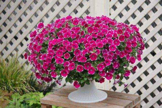 Varieties of petunia bush with photos and names