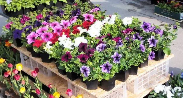 Varieties of petunia bush with photos and names