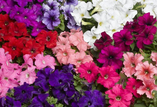 Varieties of petunia bush with photos and names