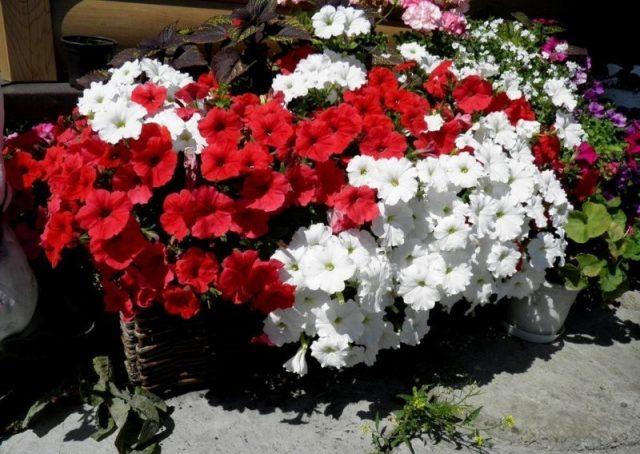 Varieties of petunia bush with photos and names