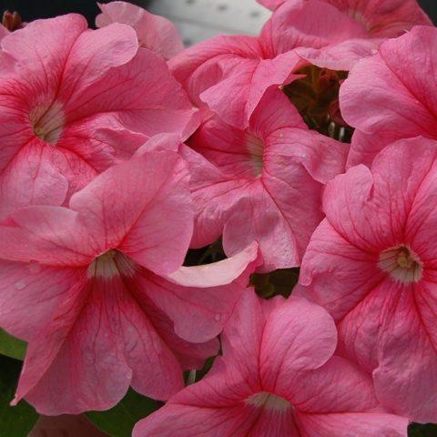 Varieties of petunia bush with photos and names