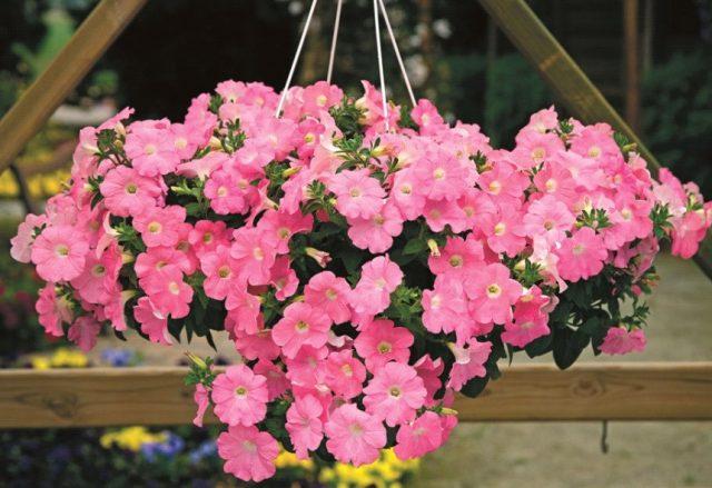 Varieties of petunia bush with photos and names