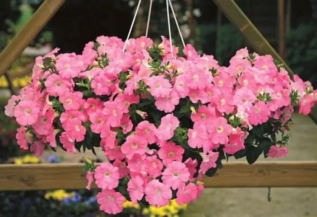 Varieties of petunia bush with photos and names