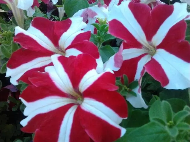 Varieties of petunia bush with photos and names