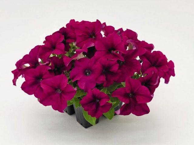 Varieties of petunia bush with photos and names