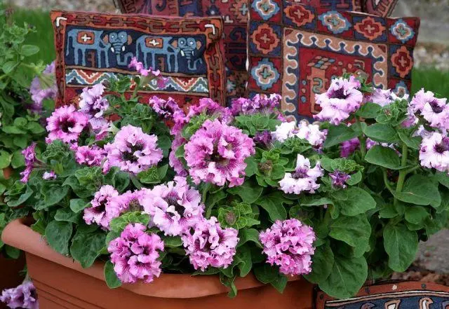 Varieties of petunia bush with photos and names