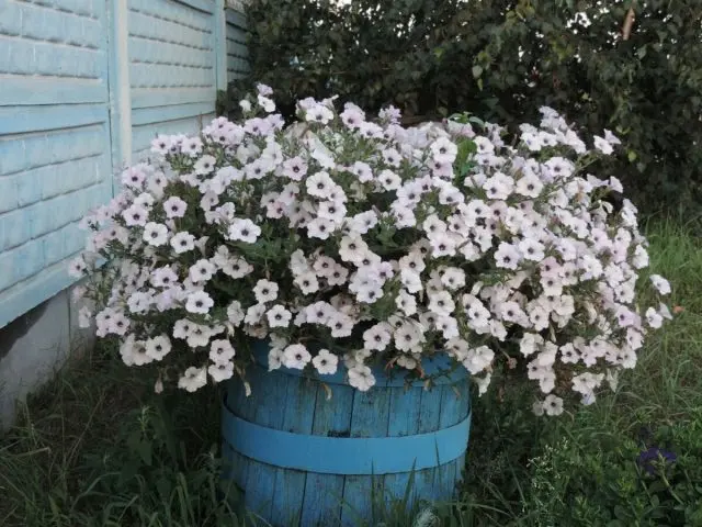 Varieties of petunia Tidal: photo, description, colors