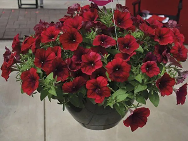 Varieties of petunia Tidal: photo, description, colors