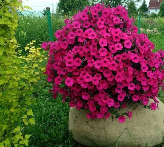 Varieties of petunia Tidal: photo, description, colors