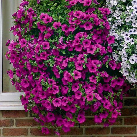 Varieties of petunia Tidal: photo, description, colors