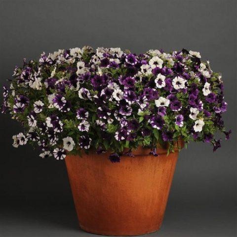 Varieties of petunia Tidal: photo, description, colors