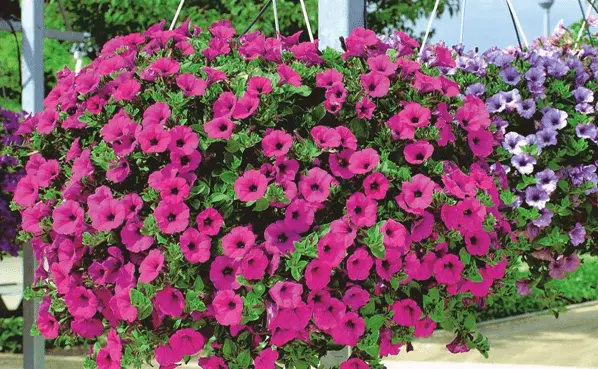 Varieties of petunia Tidal: photo, description, colors