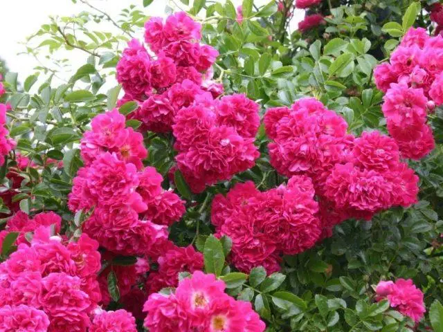 Varieties of pink roses with photos and names