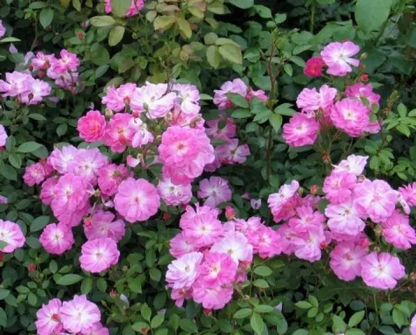 Varieties of pink roses with photos and names