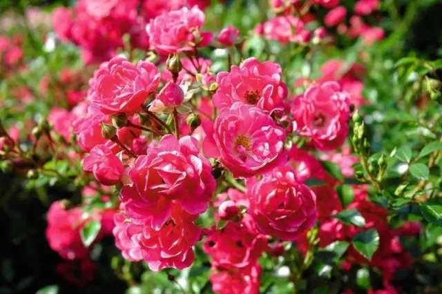 Varieties of pink roses with photos and names