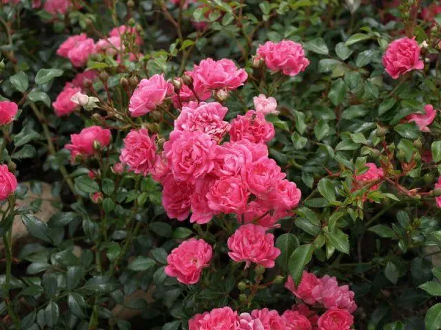 Varieties of pink roses with photos and names