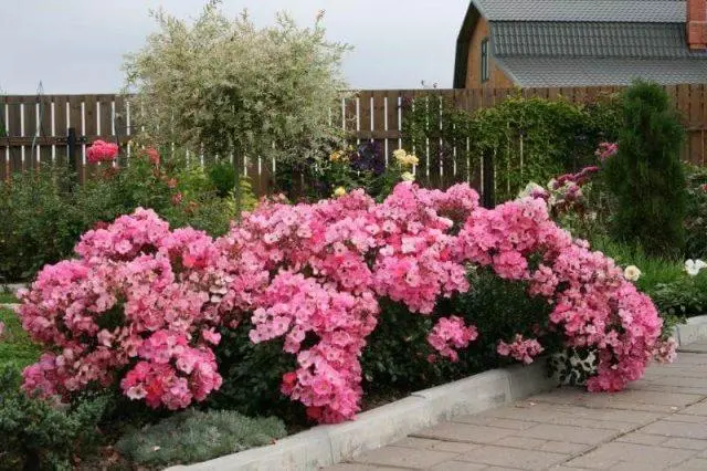 Varieties of pink roses with photos and names