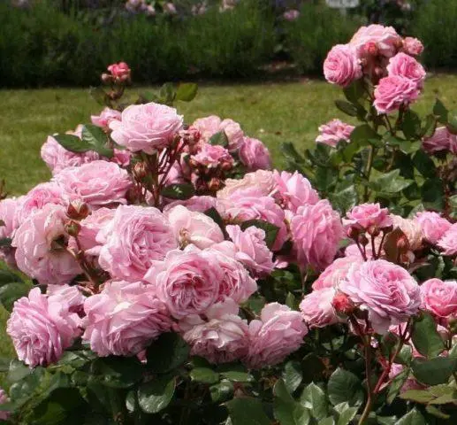 Varieties of pink roses with photos and names