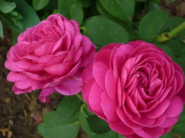 Varieties of pink roses with photos and names