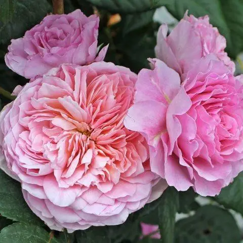 Varieties of pink roses with photos and names