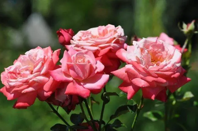 Varieties of pink roses with photos and names