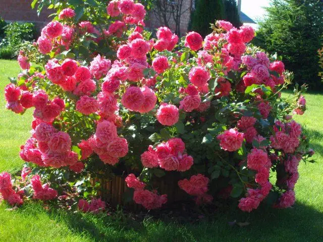 Varieties of pink roses with photos and names