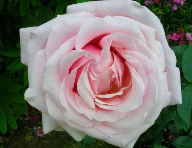 Varieties of pink roses with photos and names