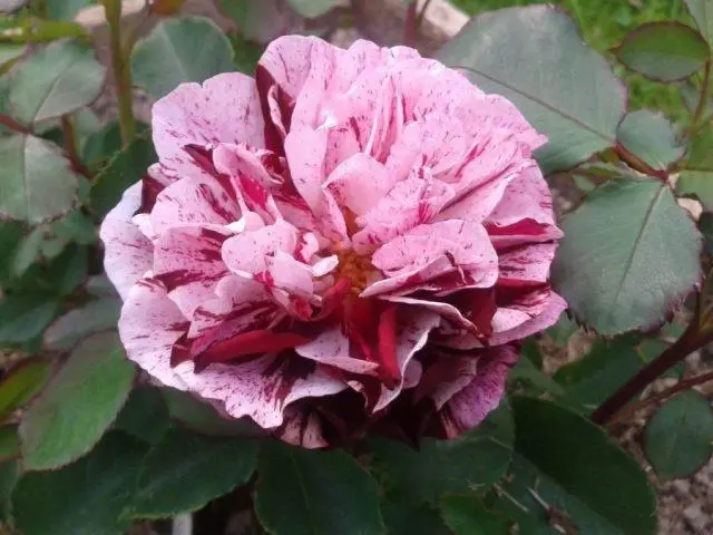 Varieties of pink roses with photos and names