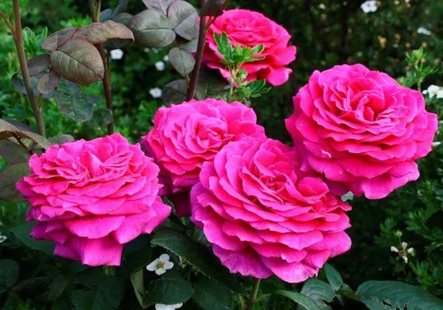 Varieties of pink roses with photos and names