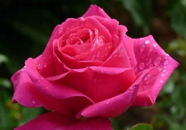 Varieties of pink roses with photos and names