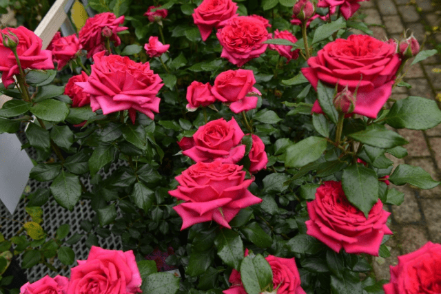 Varieties of pink roses with photos and names