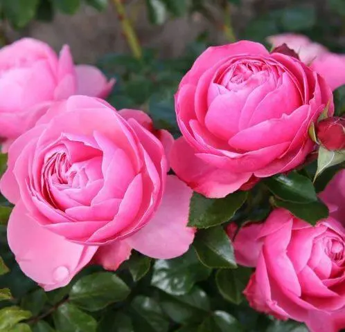 Varieties of pink roses with photos and names