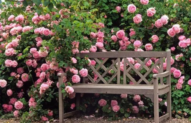 Varieties of pink roses with photos and names