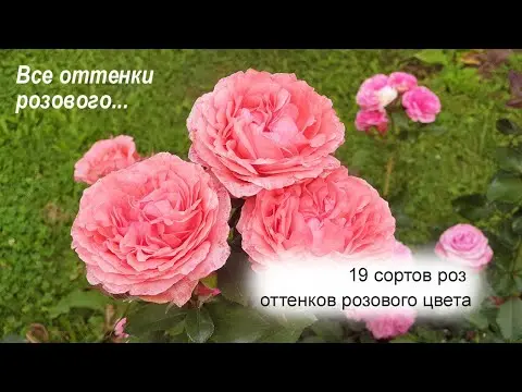 Varieties of pink roses with photos and names