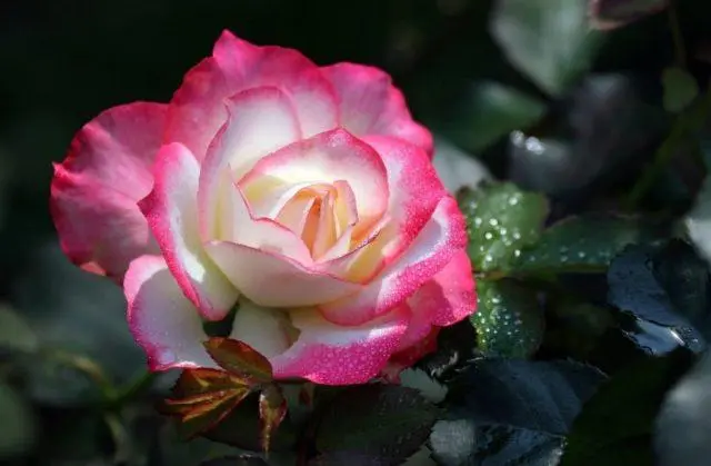 Varieties of pink roses with photos and names