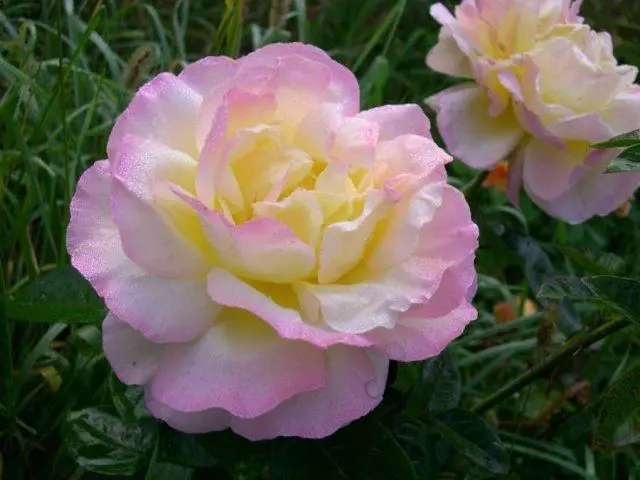 Varieties of pink roses with photos and names