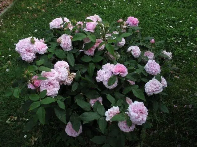 Varieties of pink roses with photos and names