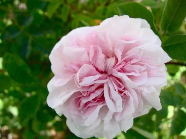 Varieties of pink roses with photos and names