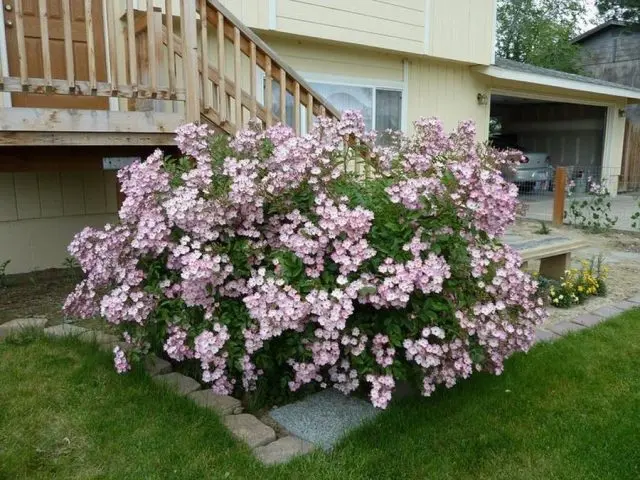 Varieties of pink roses with photos and names