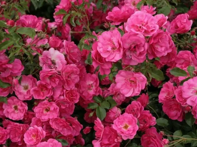 Varieties of pink roses with photos and names