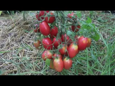 Varieties of plum tomatoes