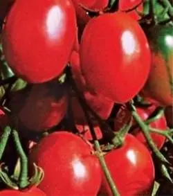 Varieties of plum tomatoes