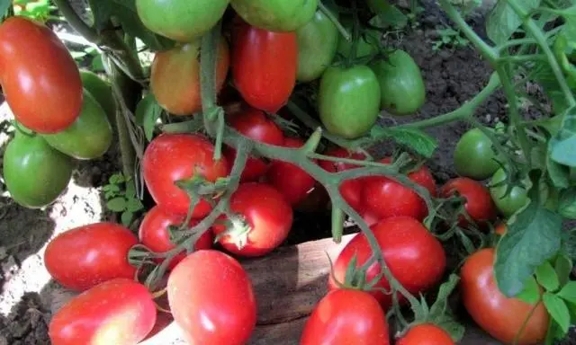 Varieties of plum tomatoes