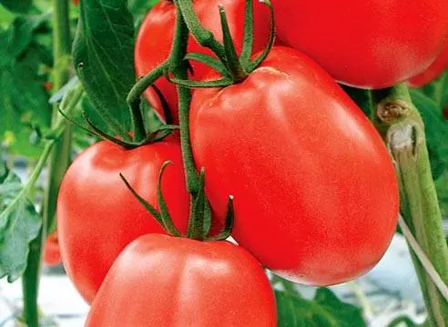 Varieties of plum tomatoes